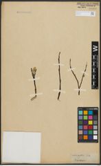 Foto von Salix arctica Pall.